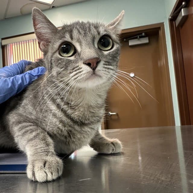 Pearl - Domestic Short Hair