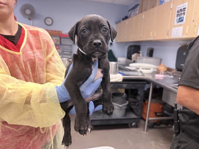 Nessie - Boxer
