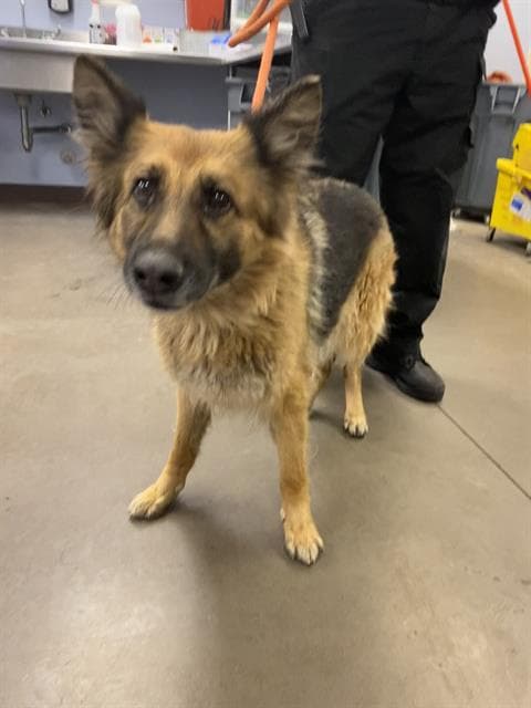 Lola - German Shepherd Dog