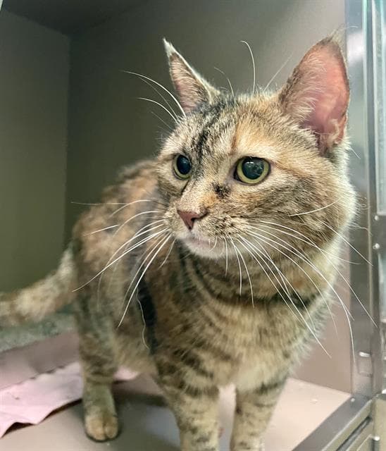 Ava Mae - Domestic Medium Hair