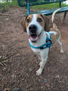 Tucker - Treeing Walker Coonhound