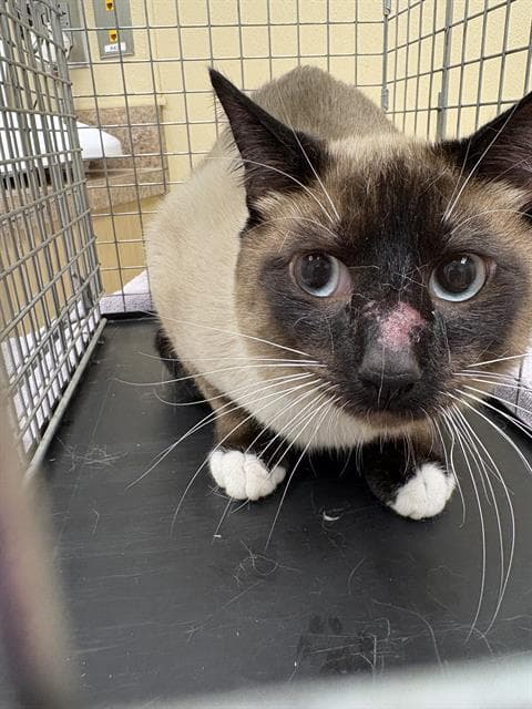 Viktor - Siamese