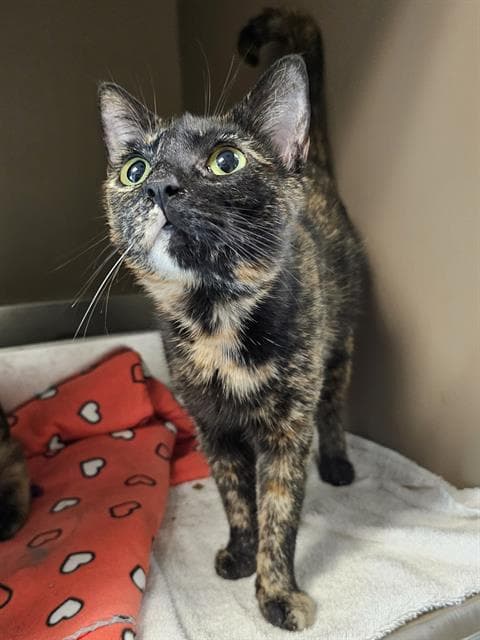 Darlin - Domestic Short Hair