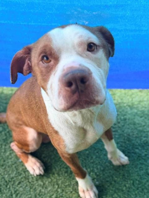 Richie - American Staffordshire Terrier