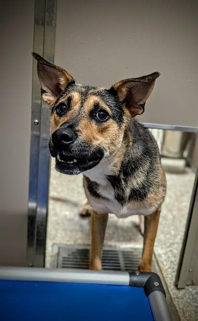 Gary - German Shepherd Dog