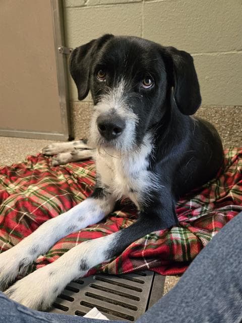 Peru - German Wirehaired Pointer