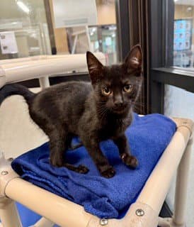 Sardine - Domestic Short Hair