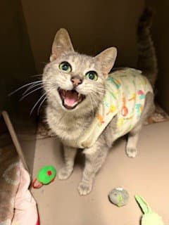 Doris - Domestic Short Hair