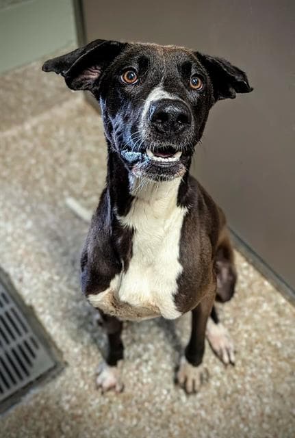 Dix - Plott Hound