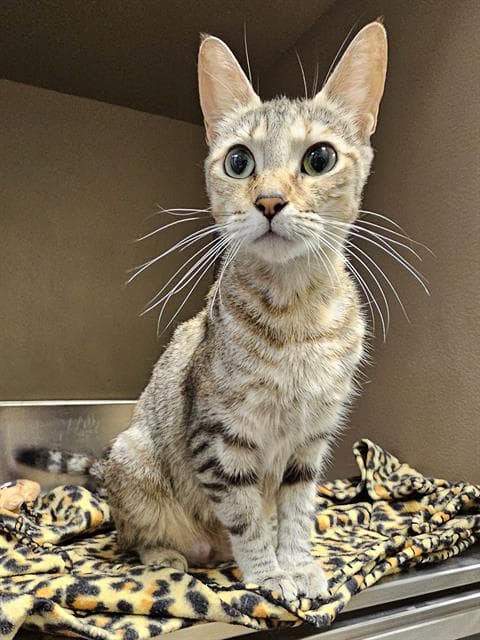 Kanga - Domestic Short Hair