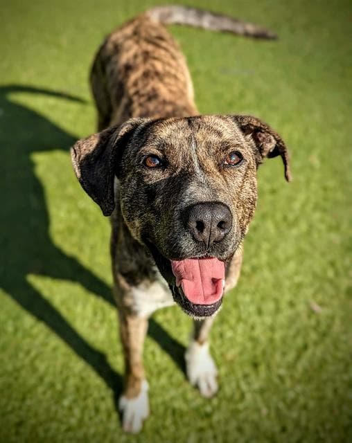 Munster - Plott Hound