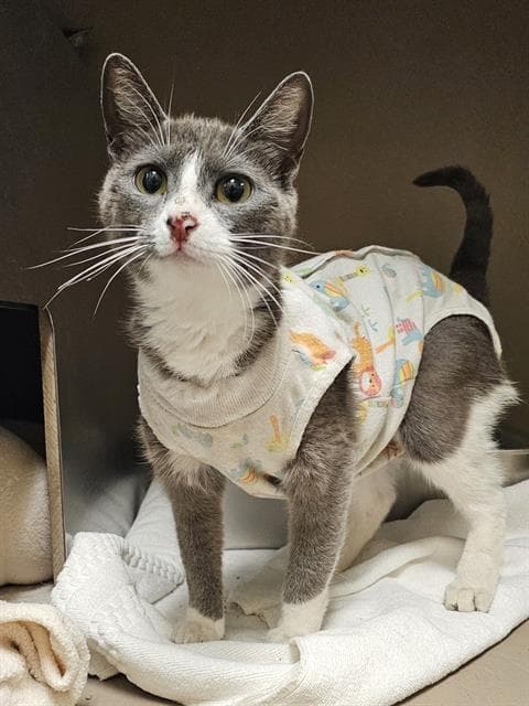 Naomi - Domestic Short Hair