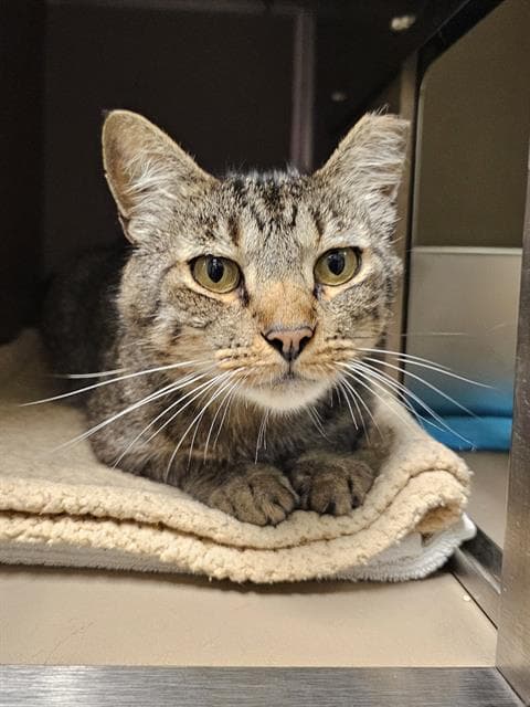 Fitch - Domestic Short Hair