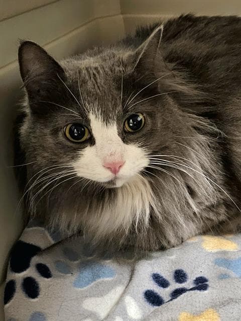 Alice - Domestic Long Hair
