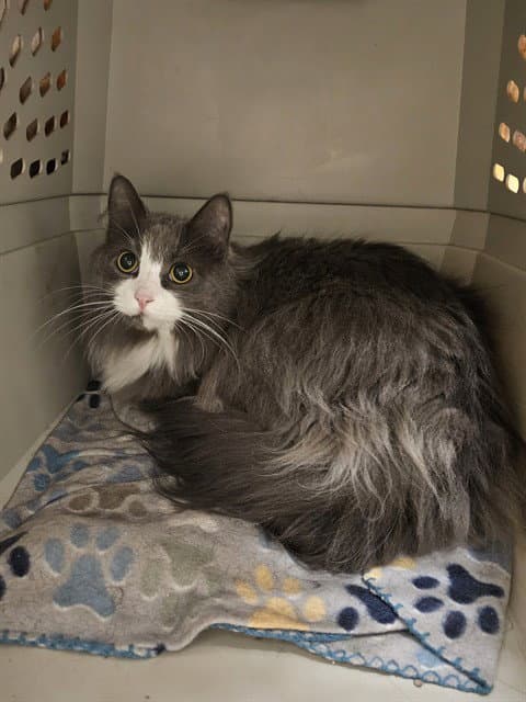 Alice - Domestic Long Hair