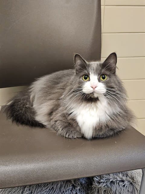 Alice - Domestic Long Hair