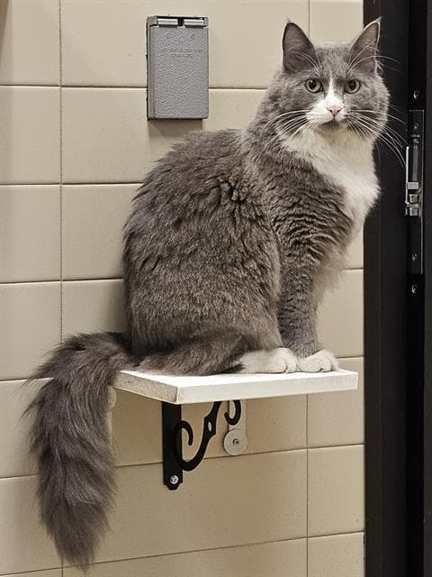 Alloy - Domestic Long Hair