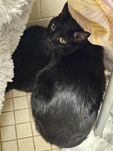Scela - Domestic Short Hair