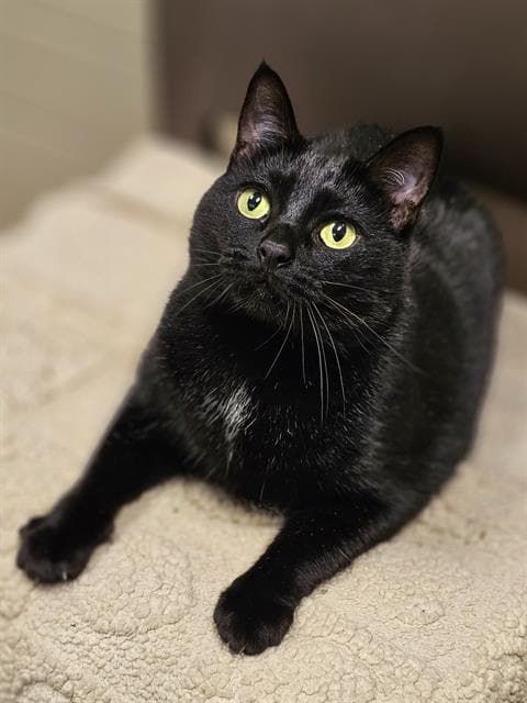 Scela - Domestic Short Hair