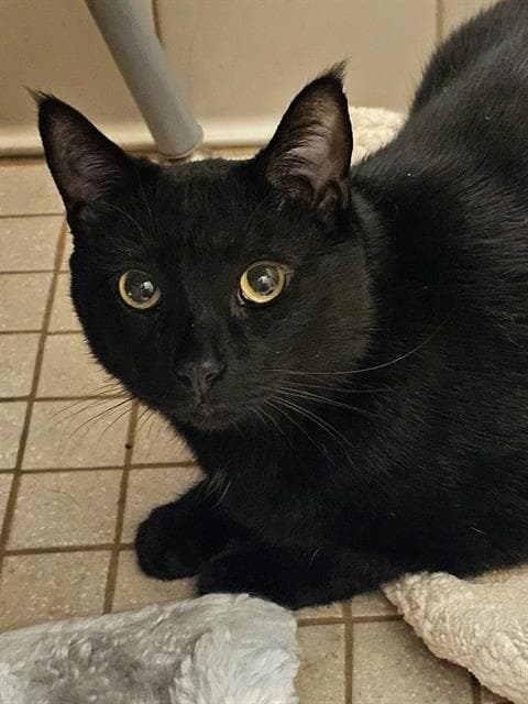 Sesca - Domestic Short Hair