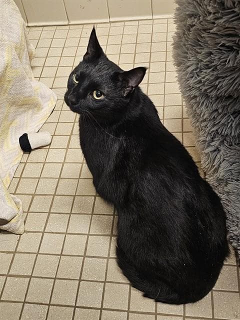 Sesca - Domestic Short Hair