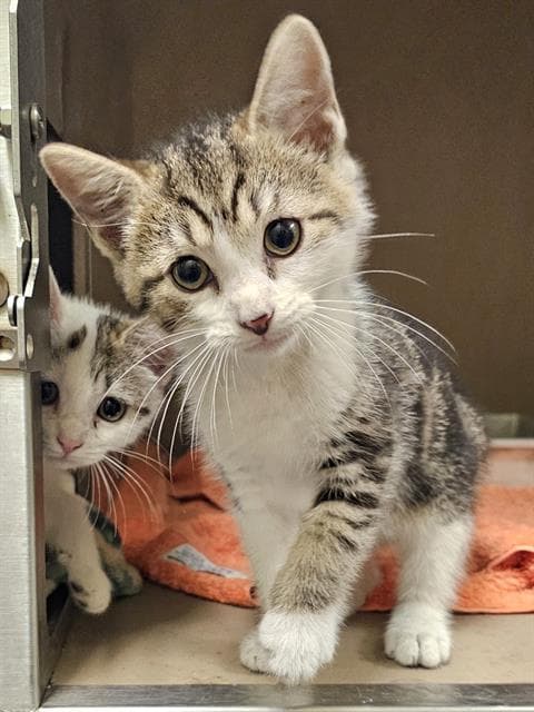 Indigo - Domestic Short Hair