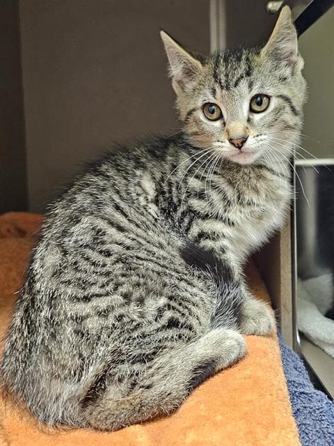 Lester - Domestic Short Hair