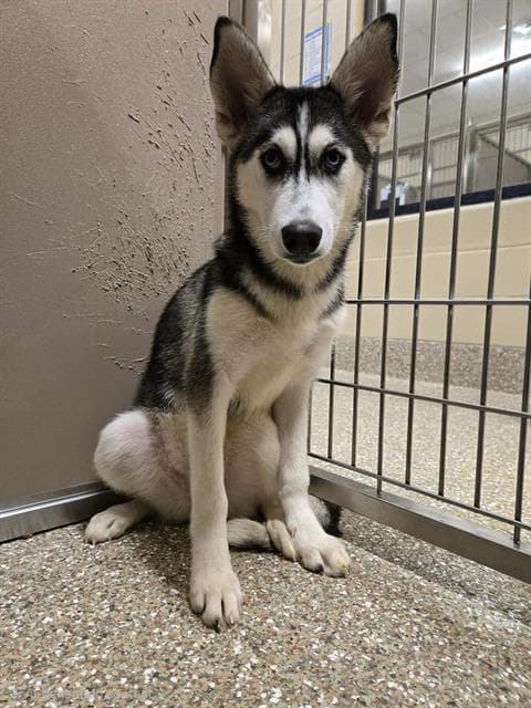 Moona - Siberian Husky