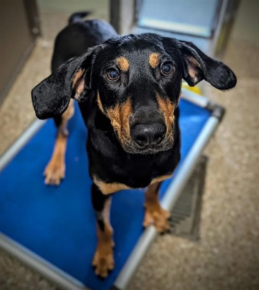 Boudreaux - Black and Tan Coonhound