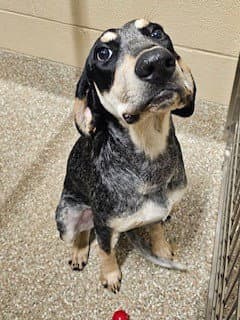 Second Ted - Bluetick Coonhound