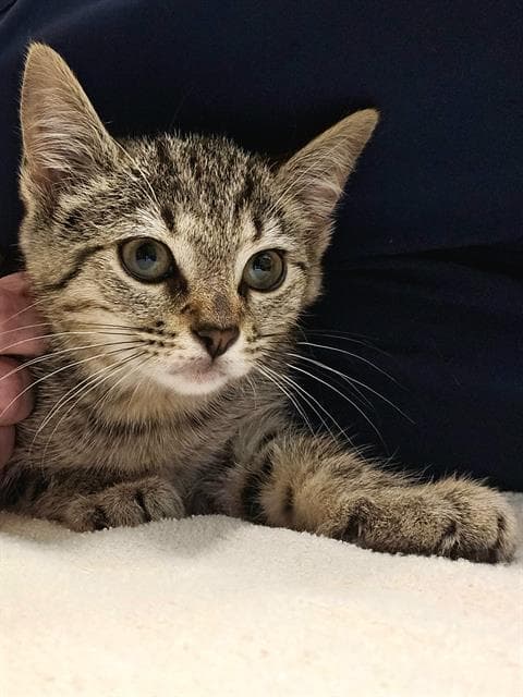 Wynona - Domestic Short Hair