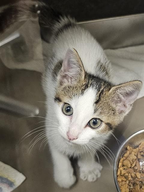 Domino - Domestic Short Hair