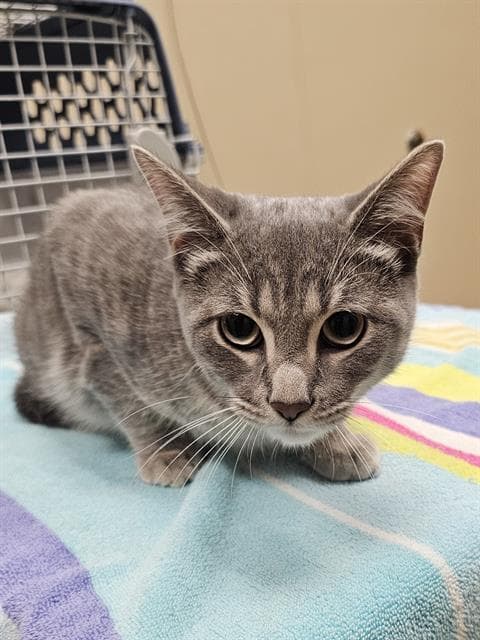 Diego - Domestic Short Hair