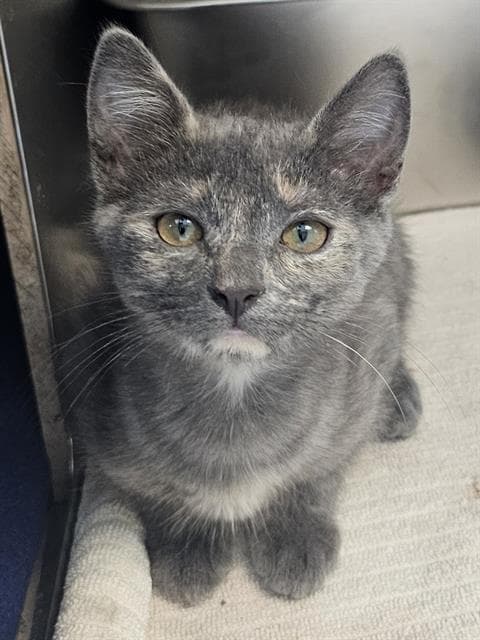 Trout - Domestic Short Hair