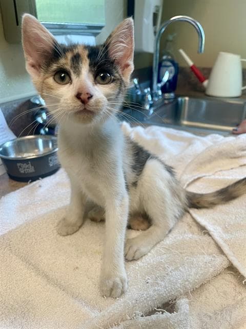 Cod - Domestic Short Hair