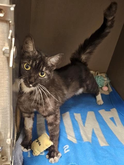 Mother Teresa - Domestic Short Hair