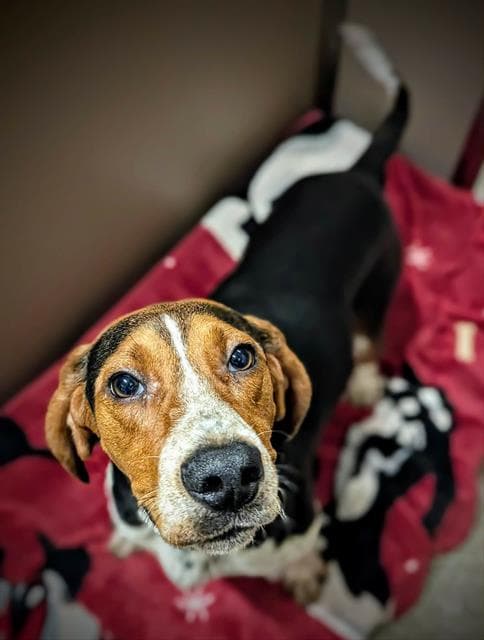 Juke - Treeing Walker Coonhound