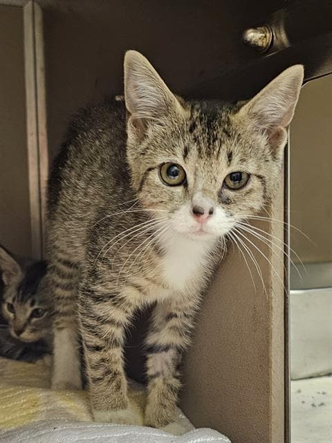 Burberry - Domestic Short Hair