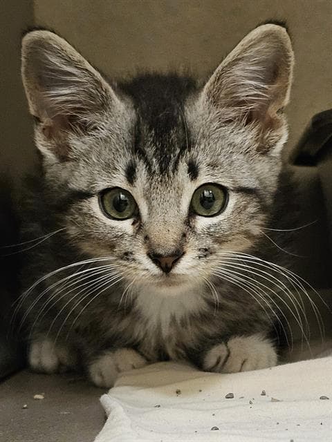 Simon - Domestic Short Hair
