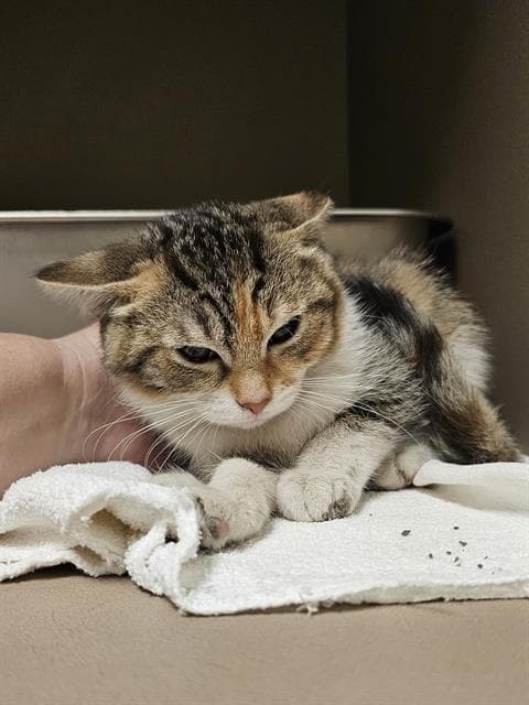 Amberveil - Domestic Short Hair