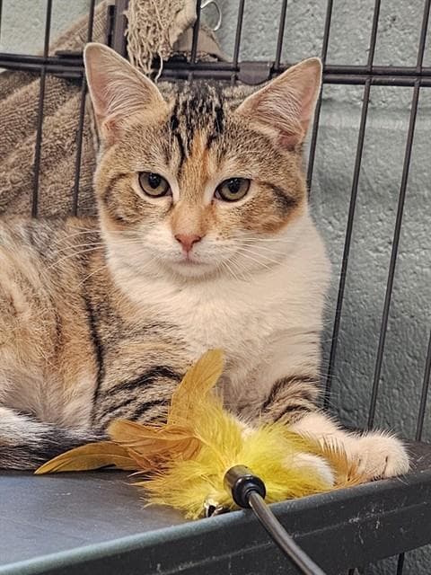 Amberveil - Domestic Short Hair