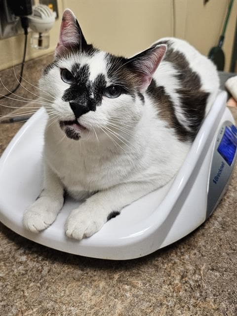 Mikey - Snowshoe