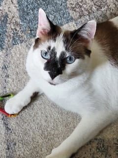 Mikey - Snowshoe