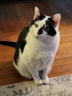 Andy - Domestic Short Hair