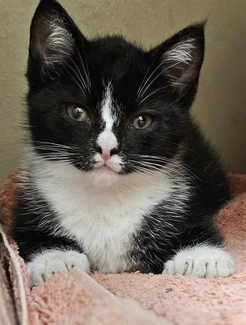 Dovey - Domestic Short Hair