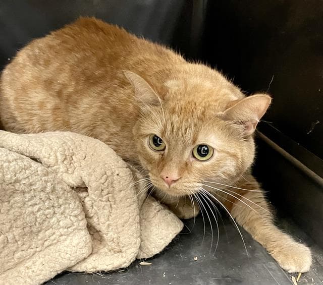 Penny - Domestic Short Hair
