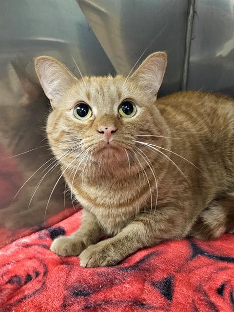 Penny - Domestic Short Hair