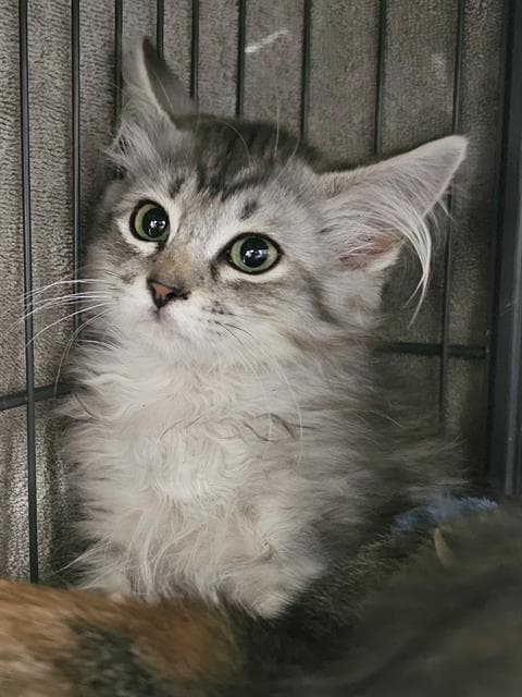 Paquin - Domestic Long Hair