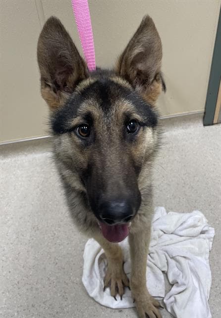 Murray - German Shepherd Dog