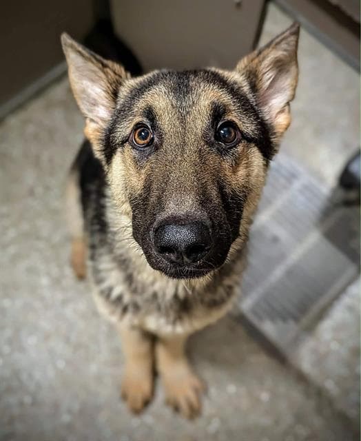 Murray - German Shepherd Dog